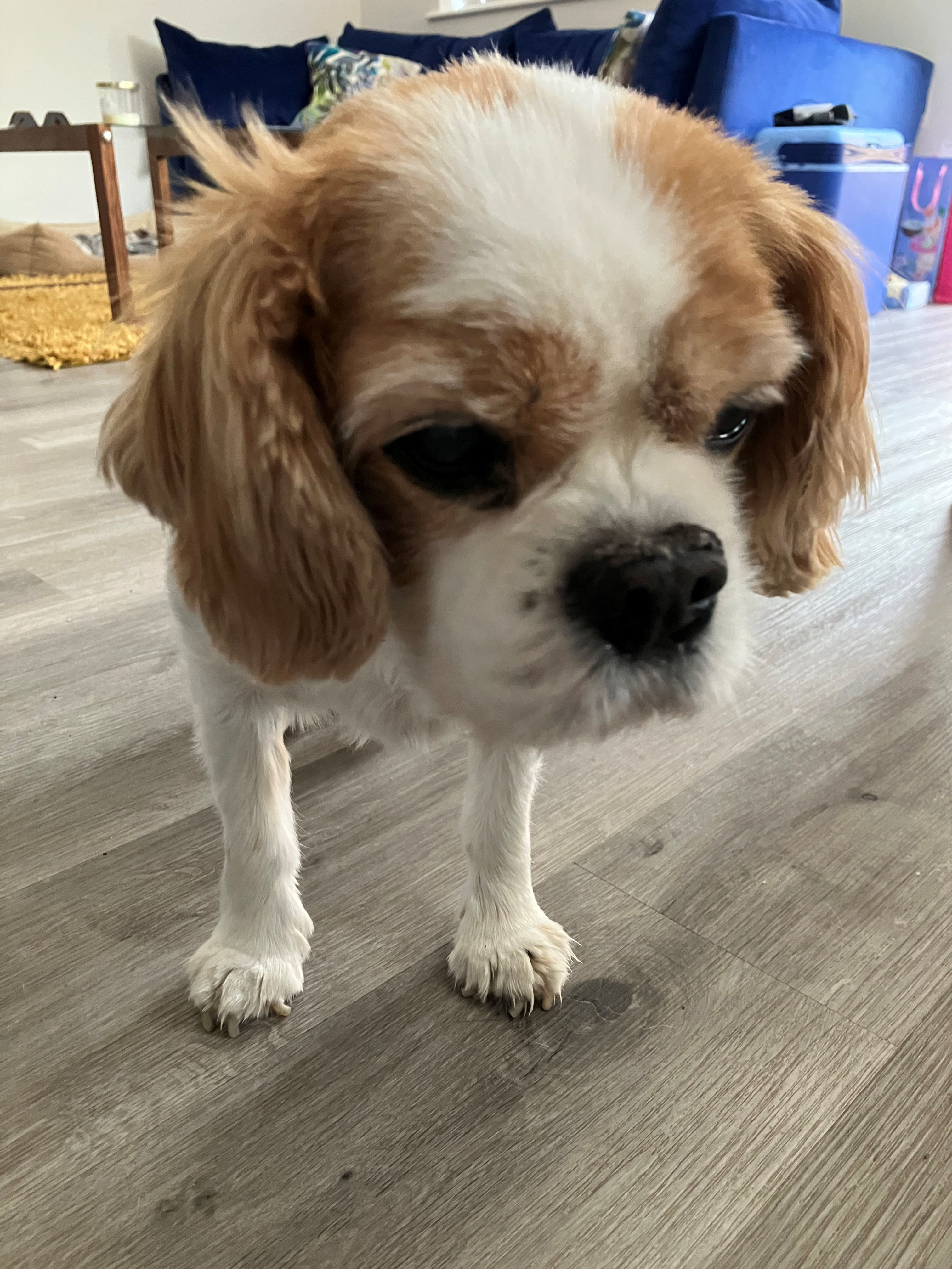 Teddy1-15th Birthday-2025_05_08.jpg